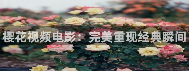 星空影视视频大全在线观看