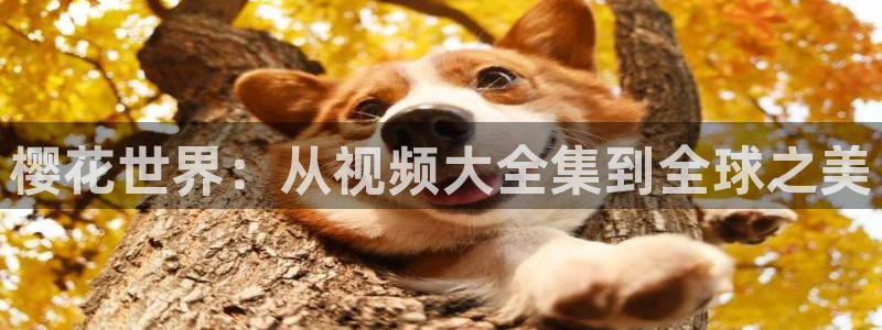 亮剑精东影业免费观看